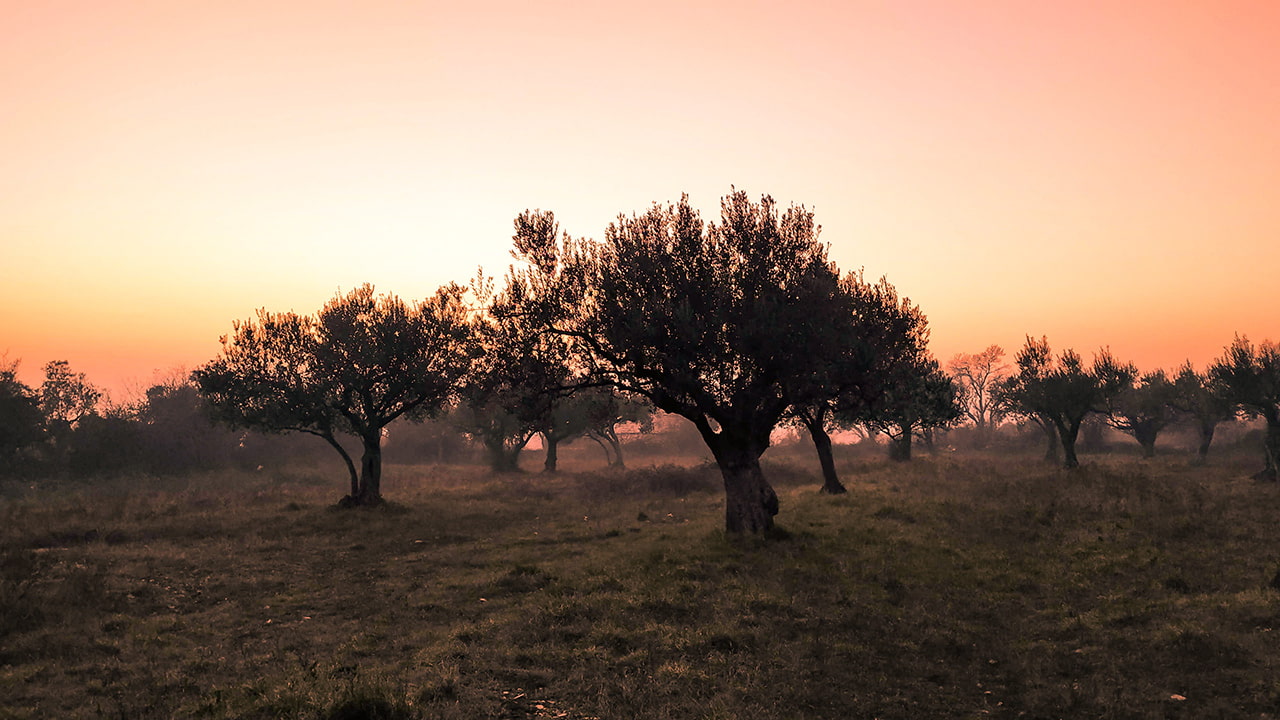 Maroneia Olives: A story of evolution